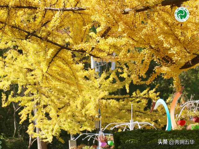 冬日美景在五华｜圆通山老银杏，藏着昆明人的共同记忆