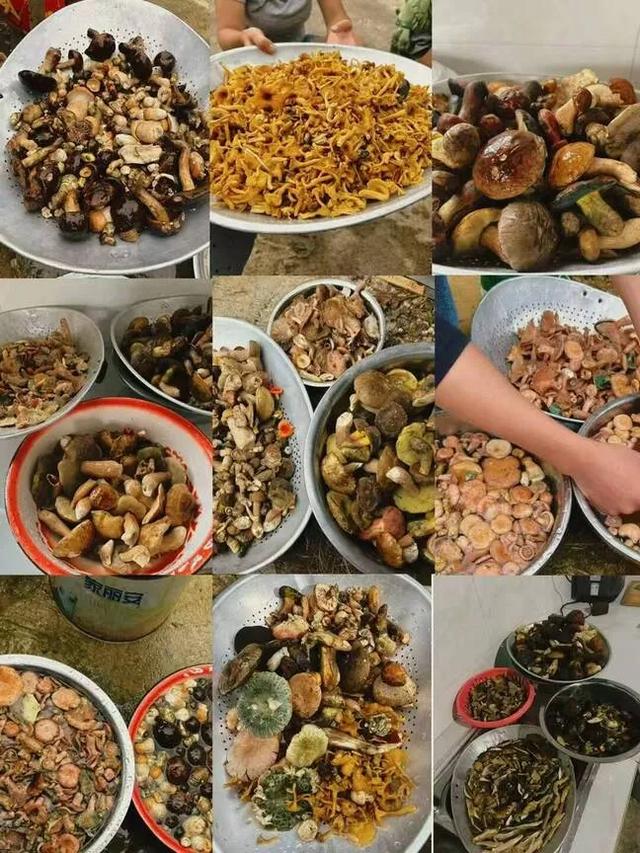 【20度的丽江】雨落一场,菌子疯长!丽江周末全民"寻宝"忙