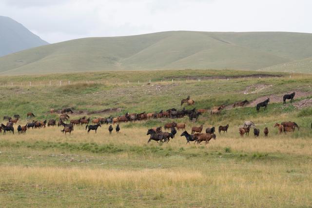 张掖山丹马场——祁连山脚下的大草原