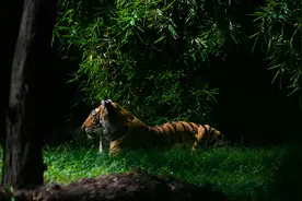 赚钱要学会抢占“生态位”，核心在于看懂“分配规则”图片