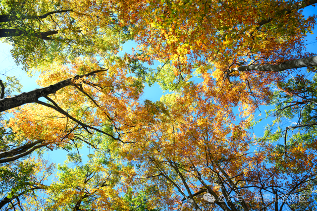宝子你听我说，近期天气好、红叶美，光雾山可以冲了!