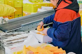 遇见和美乡村 |洛川县苹果现代产业园：科技创新赋能 增强苹果发展“新动能”图片