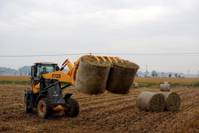 秋日的大杭州田间太“卷”了！胖乎乎的“瑞士卷”，一个一个又一个……