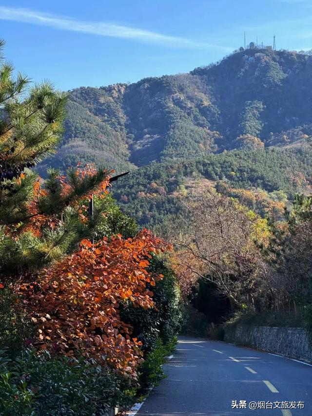 【乐游烟台】深秋倒计时！烟台莱山已进入最佳观赏期~