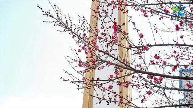 新洲梅花抢先打卡！抓住冬日第一抹绽放的色彩