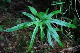 岭南地区常见中草药——五指毛桃图片