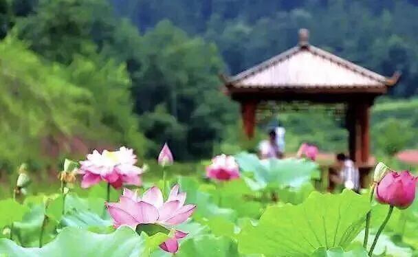 荷花:夏日一道靓丽的风景