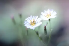 面善心狠的人，常说这4句口头禅，遇到了请小心！图片