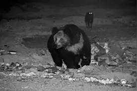 西藏自驾遭18头棕熊“包围”，专家：可别躺地装死！野外遇熊咋办图片