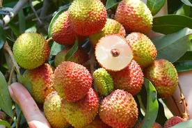 中国的荔枝到底有多少种？哪的荔枝最好吃？该怎么选？一文全读懂图片