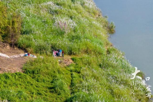 梦幻绝美!大渡口藏着一大片芦苇花海,现在去正好