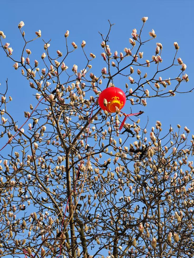 寻找最美春天 | 山东日照：花开迎新春 满园醉游人