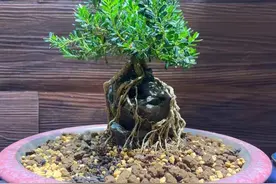 盆景生桩用河沙种生根快，但它的弊端你也得知道。图片