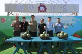 庞各庄头茬西瓜开售 首批货源京东独家抢鲜上线图片