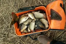 钓鱼，鱼突然停口怎么办？教你5个方法补救图片