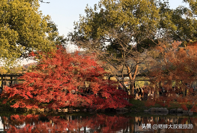 来了杭州“西湖枫景”才知道，原来中式氛围绝美优雅，可免费观赏