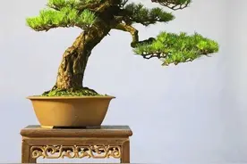 6种高端松树盆景，日本品种占一半，最后1个却是中国一级保护植图片