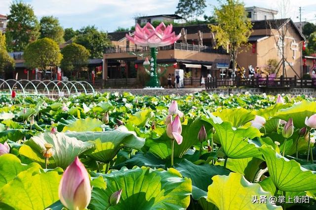 常宁：这个夏天的浪漫，从“荷花里”开始