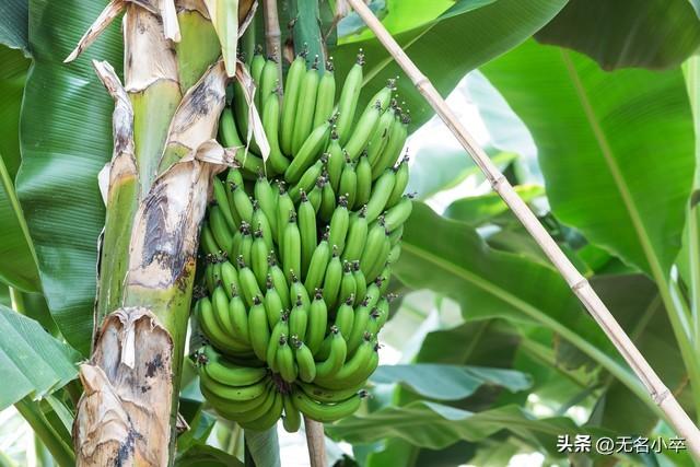 我来告诉你，广西水果自由的背后藏着多少“不可告人”的秘密