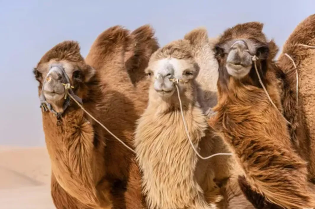 鸣沙山的骆驼悄悄“穿”上冬装啦！