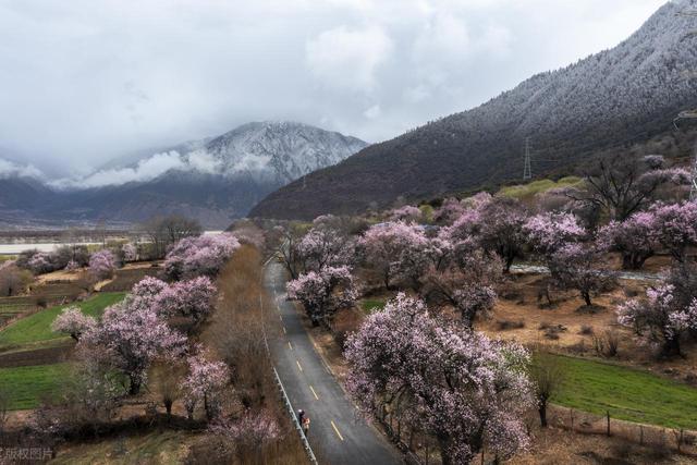 1月-3月赏花，春天适合去的10个赏花胜地，即将迎来盛花期