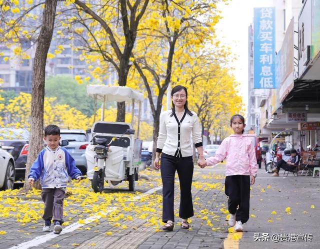 春日限定！贵港这条街道秒变“黄金大道”，落花成景美哭了！