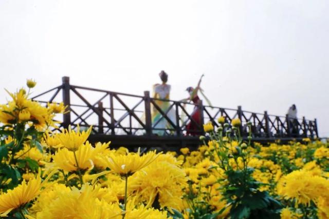 美翻！肥乡藏着一座菊园花海，美丽南赵等你来~