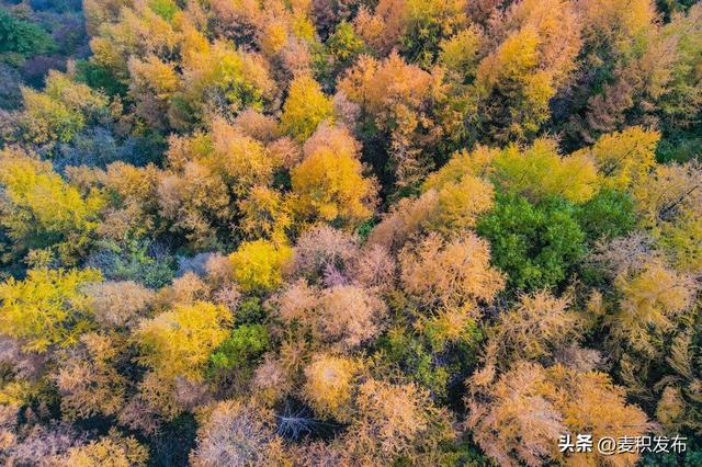 【东方微笑 多彩麦积】摄影师看麦积 | 龟凤山染金映云海