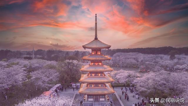 武汉赏樱花秘境，一篇告诉大家