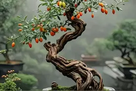 缘何把枸杞作为入手盆景的首选，最后一个原因都存在，也是实用的图片