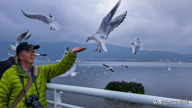 每日一景|漫步滇池湖畔·与海鸥共舞