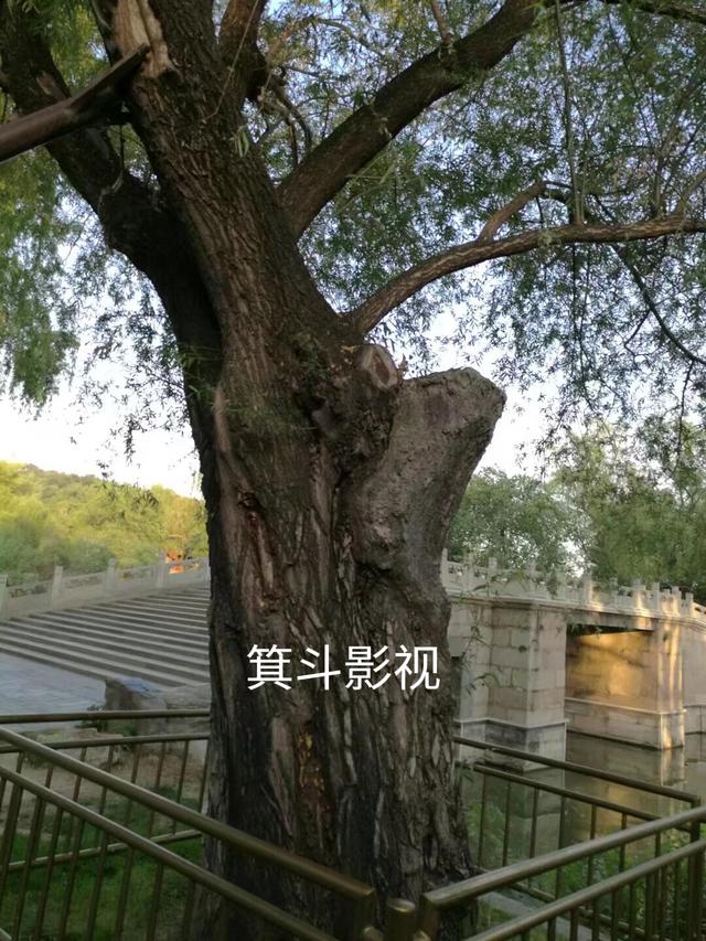 颐和园西堤古柳，三百年沧桑的见证者。