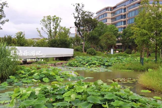浙江宁波的新兴游玩地，多个公园相邻而居，多个荷花池美不胜收