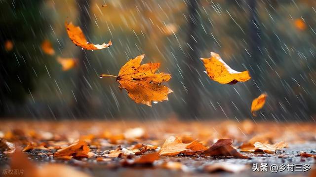 今日寒露，老人说最怕“寒露一日雨”，寒露下雨有啥预兆？