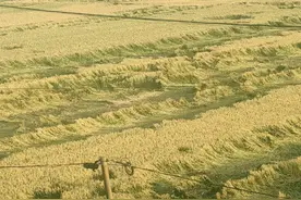 河南罕见12级大风：石头翻滚，小麦倒伏，大树拔地而起，评论炸了图片