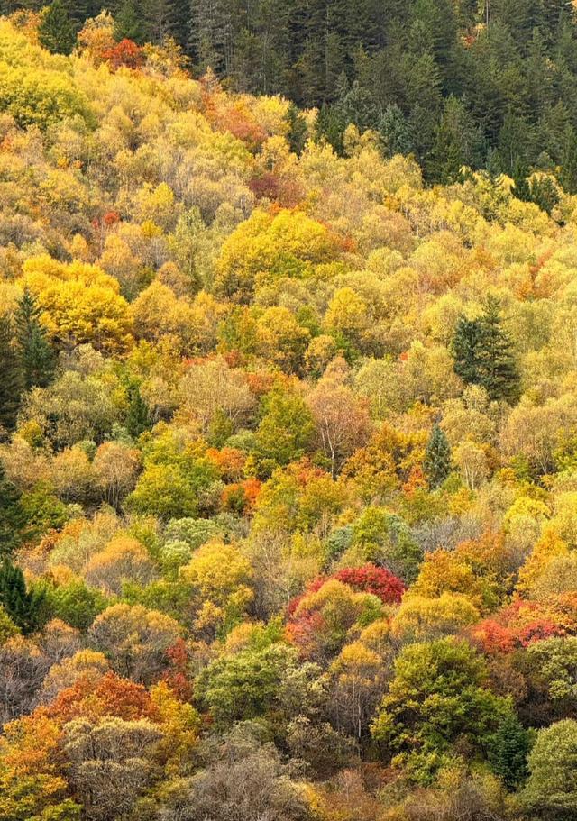 九寨沟的颜值巅峰：层林尽染、海子映彩
