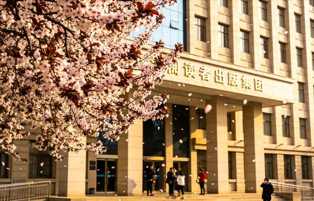 兰州读者大道火了！紫叶李开成粉色隧道，书香与花香撞个满怀