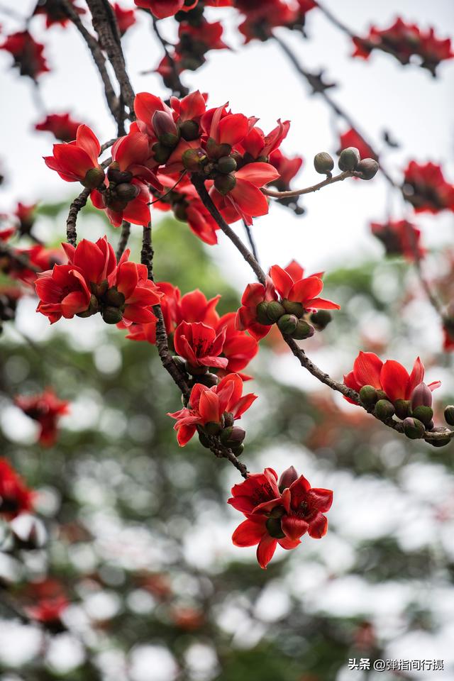 佛山百年公园，百年木棉开爆了！美到失语！