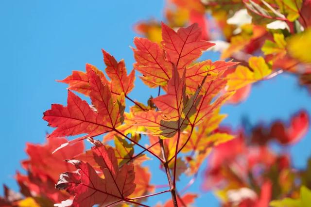 年假清零倒计时，该出发了！把最后几天留给韶关的彩林山水