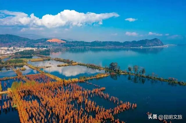 美！美美美！昆明超全水杉打卡地来袭！保姆级攻略快收藏，周末一定要冲~