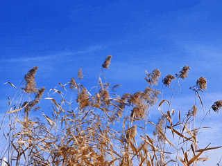 初冬汭河，摇曳一岸诗意时光