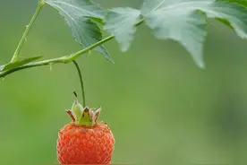 别再被骗了，错把山莓、蓬蘽当覆盆子图片