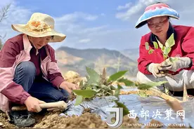 按下春耕备耕“农忙键” 打造强村富民“新引擎”——汉中市勉县武侯镇卓笔村引进中药材淫羊藿1万2千株图片