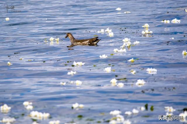 洱海鸟事之：幸福的黑水鸡和䴙䴘，在这里可敞吃国家二级保护植物
