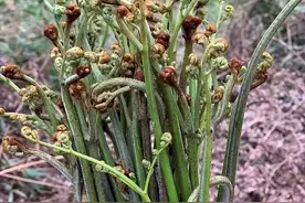 曾是穷人的救命菜，已经食用超过1000年，现在专家却说它有剧毒图片