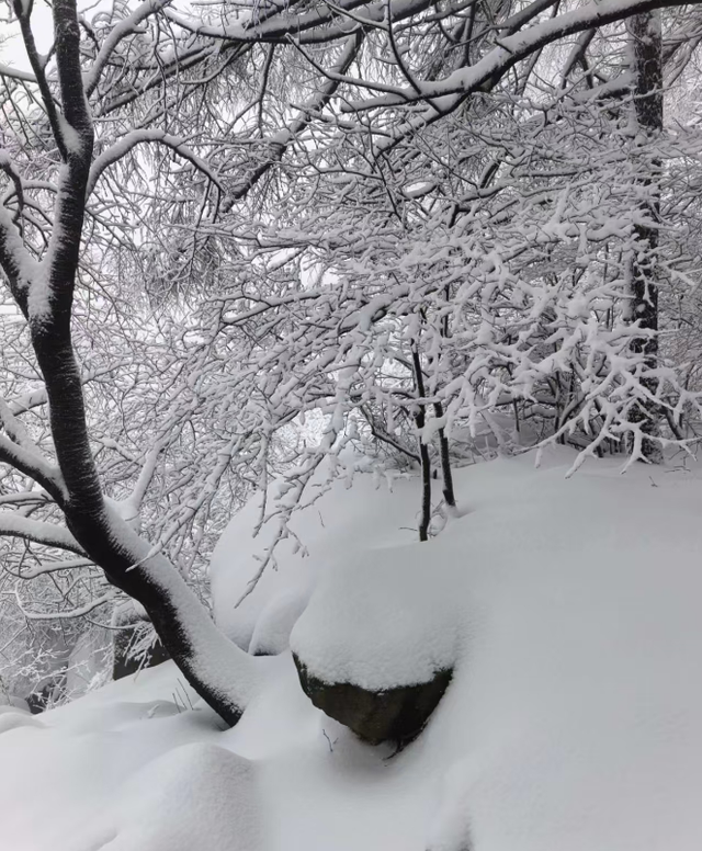 春天又想起来逞能了！今早，大批青岛人憋着想请假：领导，这里突然美得不像话，我能不能去打个卡，晚了怕它化了……