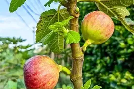 阳台种无花果三年经验：从光杆到满树果，新手跟着做图片