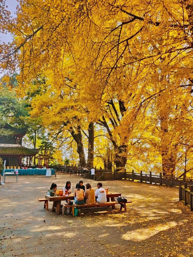 【美丽四川】一年一度朋友圈银杏比美时刻又来了！