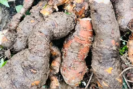 隔山消种植：小投入，大收益的特色中药材种植项目图片