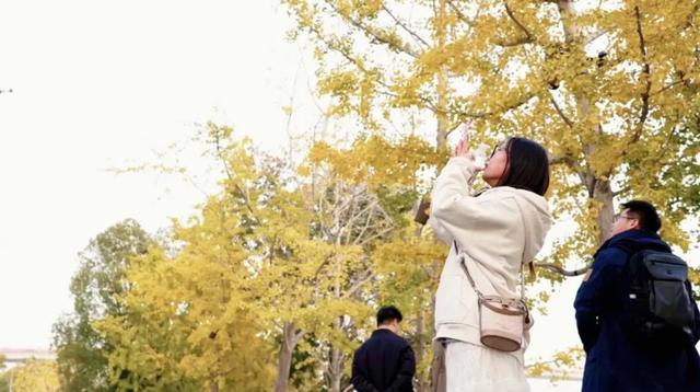 上海银杏浓度已达99%！这份含“金”量超高的浪漫别错过→